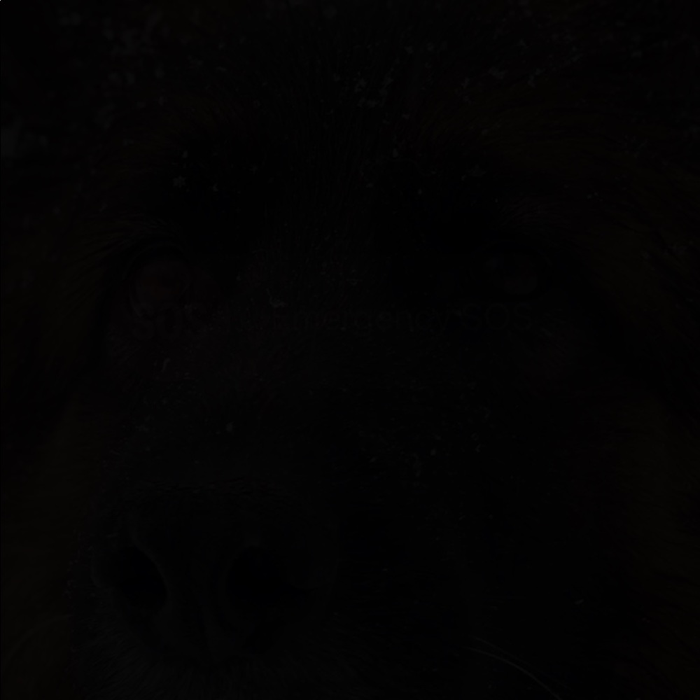 Meet your Posher, Ella